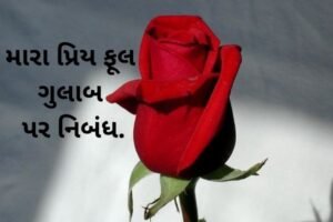 મારા પ્રિય ફૂલ ગુલાબ પર નિબંધ.2022 essay on my favourite flower rose