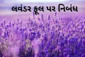 લવંડર ફૂલ પર નિબંધ.2022 Essay on the lavender flower