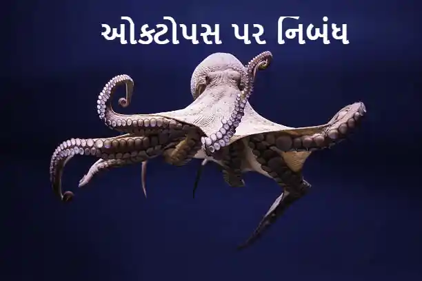 octopus image
