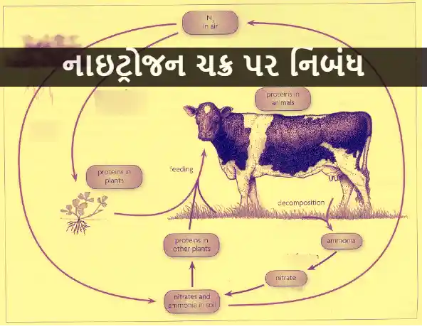 nitrogen cycle